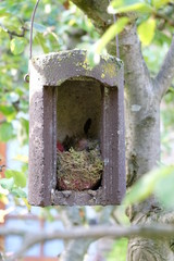 im Herbst wird der Vogelkasten gereinigt