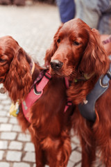 hunting dogs on a leash in the city with the owners. A family of two dogs. Street photo.