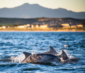 Dolphins, swimming in the ocean. South Africa