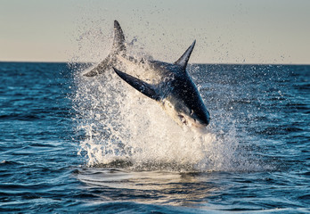 Jumping Great White Shark. Breaching in attack. Scientific name: Carcharodon carcharias. South Africa.