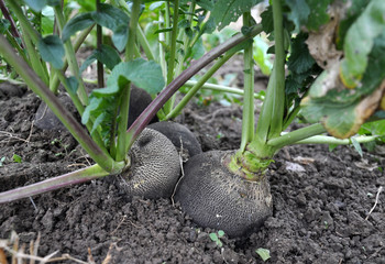 Radish black winter