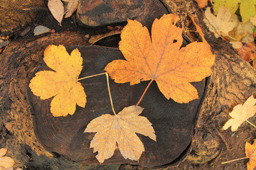 Three yellow fallen maple leaves on an old stump. View from above. Texture for creative design.