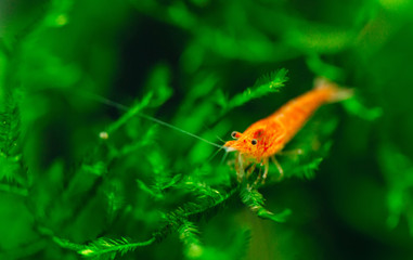 Big fire red or cherry dwarf shrimp with green background in fresh water aquarium tank.