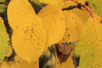 Several yellow leaves on a tree branch. One dried brown leaf.