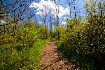 trail in the forest