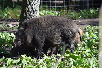 Wildschwein beim Baum putzen