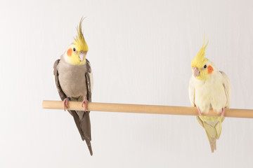 Parrots, Two Parrots Perched, Cinnamon and Yellow cockatiels