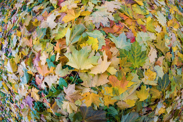 Autumn colorful fallen maple leaves