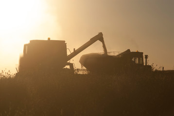 Soybean harvest in Argentine countryside,La Pampa, Argentina