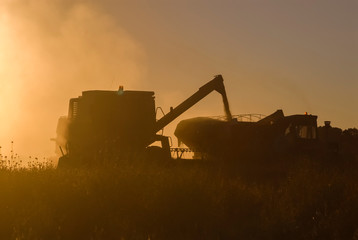 Soybean harvest in Argentine countryside,La Pampa, Argentina