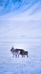Reindeer family in Svalbard