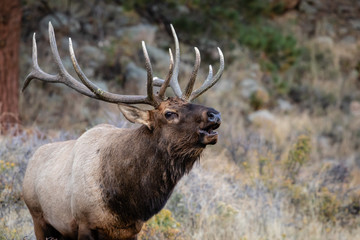 bull elk in Colorado