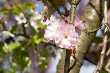 Kirschblüten