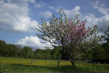 Fototapeta premium Kirschbaum
