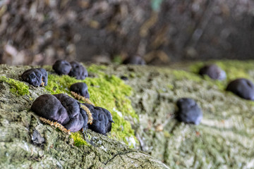 Daldinia concentrica fungi, also known as King Alfred's cake, cramp balls, and coal fungus