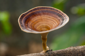Brown mushroom Microporus xanthopus (Fr.) Kuntze on tree branch..