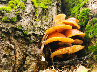 Mushrooms on a tree. The growth of wild mushrooms on a tree.