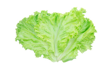Salad leaf. Lettuce isolated on white background with clipping path.