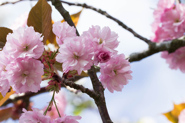 Kirschblüten