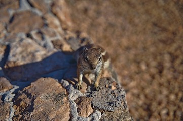 Canary Squirrel sitting on a wall on Fuerteventura