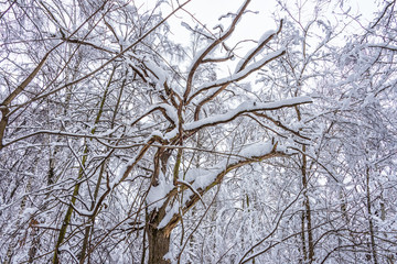 A fabulous natural pattern of tree branches in a forest covered with snow