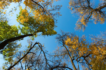 Colorful autumn tree canopies and the blue sky