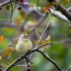 Closeup of a bird in summer