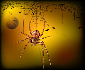 Spider in cobweb. Halloween background