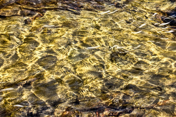 Merced River Closeup