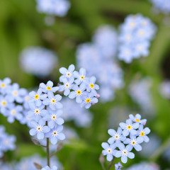 blue flowers in garden