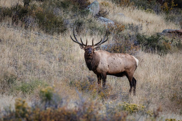 Naklejka na ściany i meble bull elk in Colorado