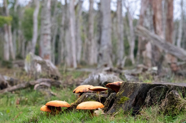 Dead oak trees in a dead forest in the New Forest, Hampshire, UK. 