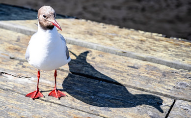 Bird and Shadow in Oulu