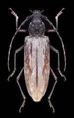 Beetle Neocerambyx gigas on a black background
