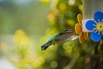 Hummingbird flying to feeder