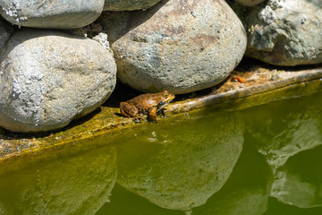 spotted frog sits on the concrete fence of a pond near a large stone