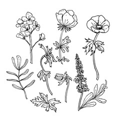 Hand drawn ink field flowers spring summer set isolated on white background. Anemone, phlox, leaves, twigs