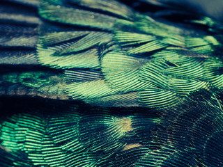 Hummingbird Feathers Close Up