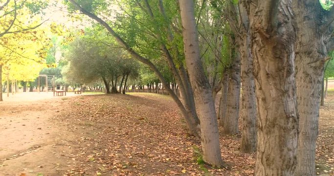 hilera de &aacute;rboles en el bosque