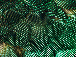 Hummingbird Feathers Close Up