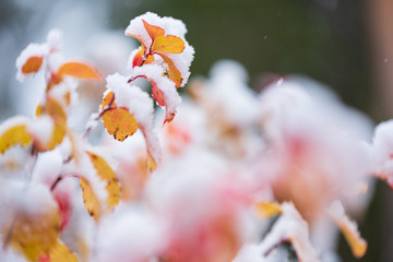 Fototapeta premium Birchleaf spirea, Spiraea betulifolia, leaves covered with fresh snow, late autumn snowfall in the garden