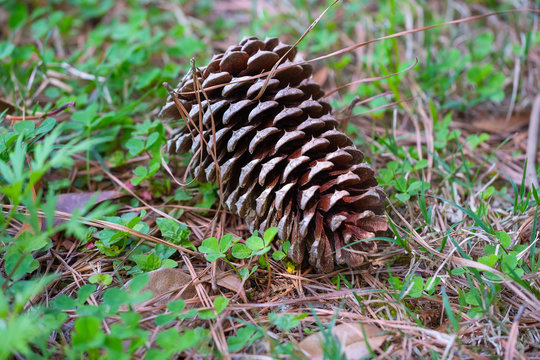 big fir cone lies on the ground in the green grass