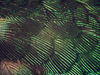Hummingbird Feathers Close Up