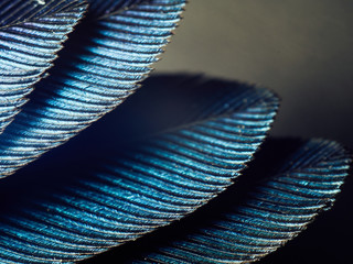 Hummingbird Feathers Close Up