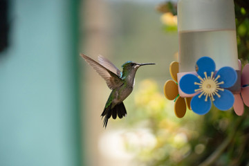 Hummingbird flying to feeder
