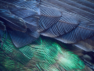 Hummingbird Feathers Close Up