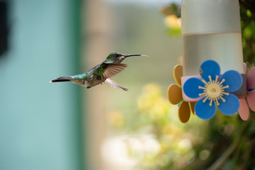 Hummingbird flying to feeder