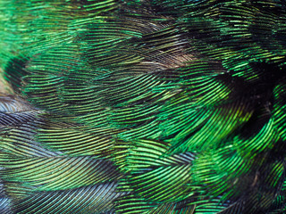 Hummingbird Feathers Close Up