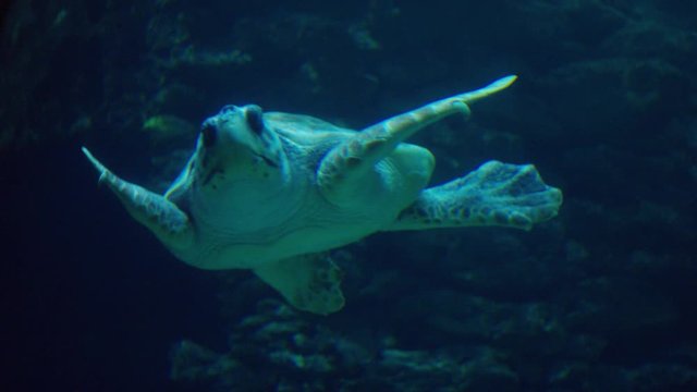 Meeresschildkr&ouml;te Unterwasser -Sea Turtle Underwater