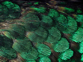 Hummingbird Feathers Close Up